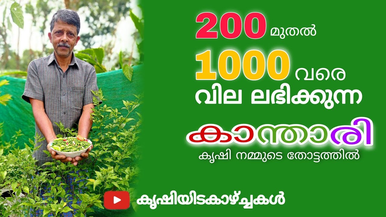 #birdseyechilly  കാന്താരി മുളക് കൃഷി കിലോ₹250 മുതൽ ₹1000 വരെ വില ഉള്ള ഇനങ്ങൾ /#vandanmedu  #idukki