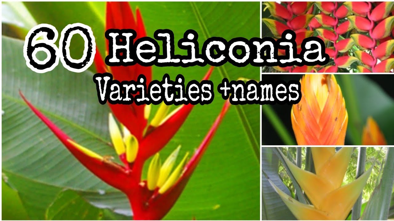 TOP 60 Heliconia Plants Different Types and Varieties #tropical plant