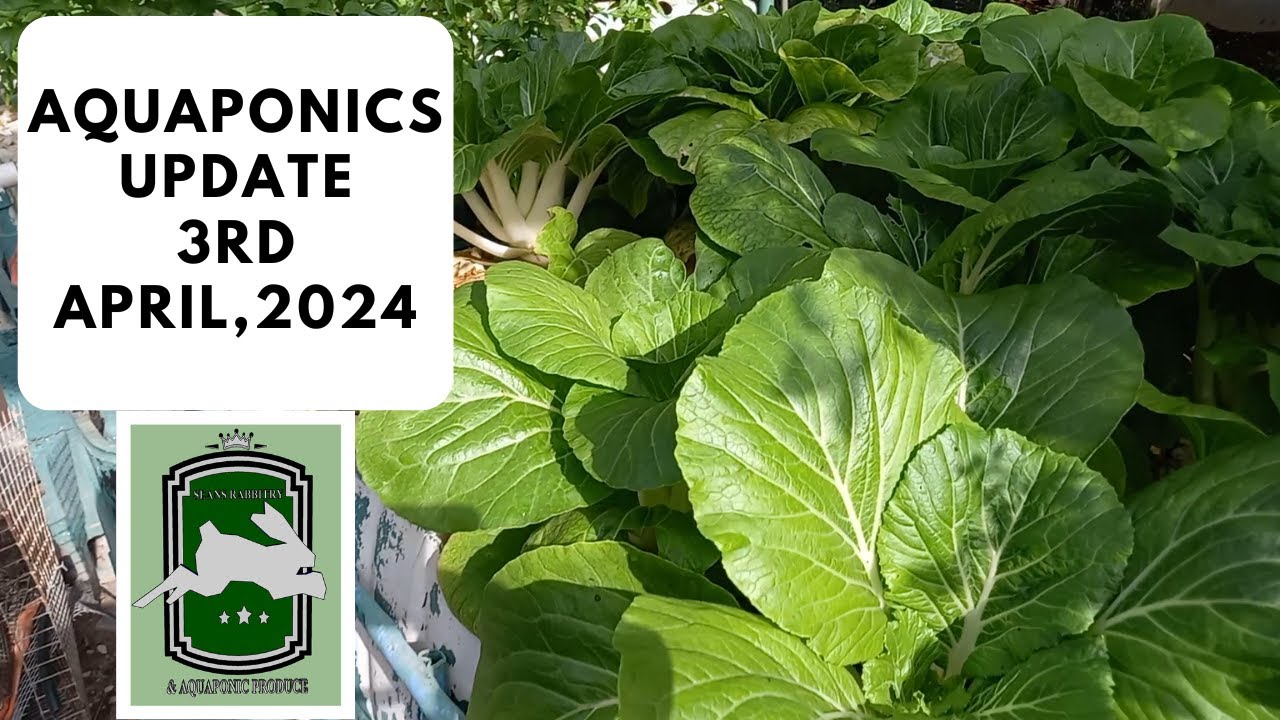 Trinidad Aquaponics Update (3rd April, 2024)
