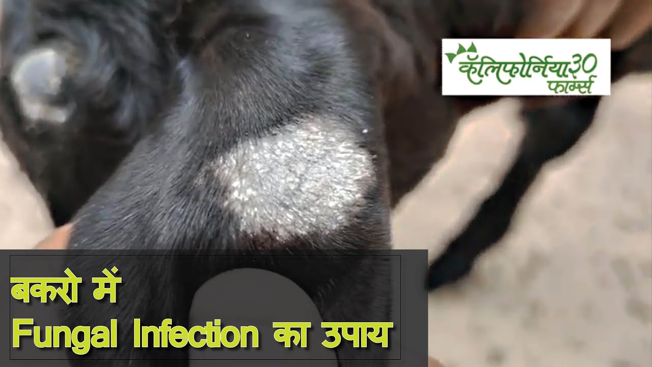 शेळ्यांना होणाऱ्या बुरशीच्या इन्फेक्शन साठी असरदार उपाय - Treatment for Fungal Infection in goats.