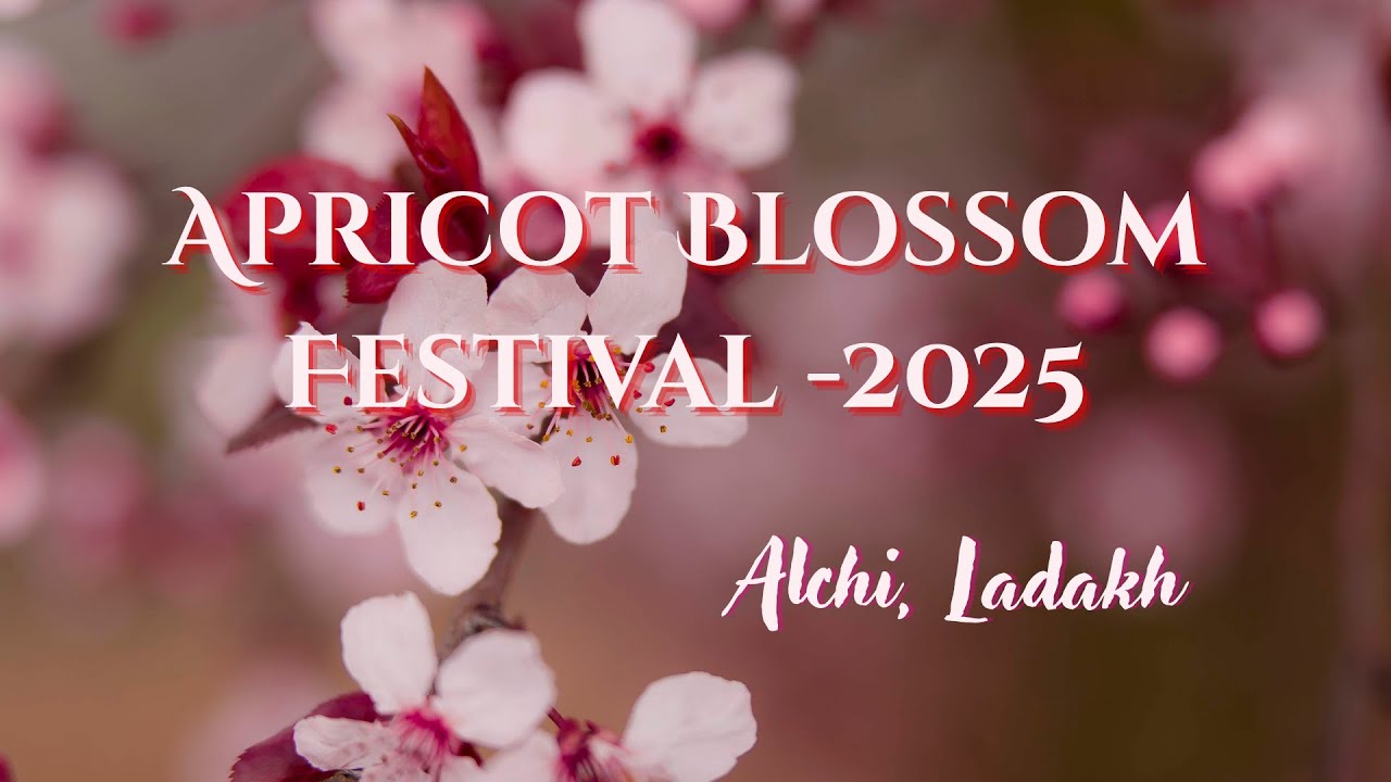 Apricot Blossom festival 2025