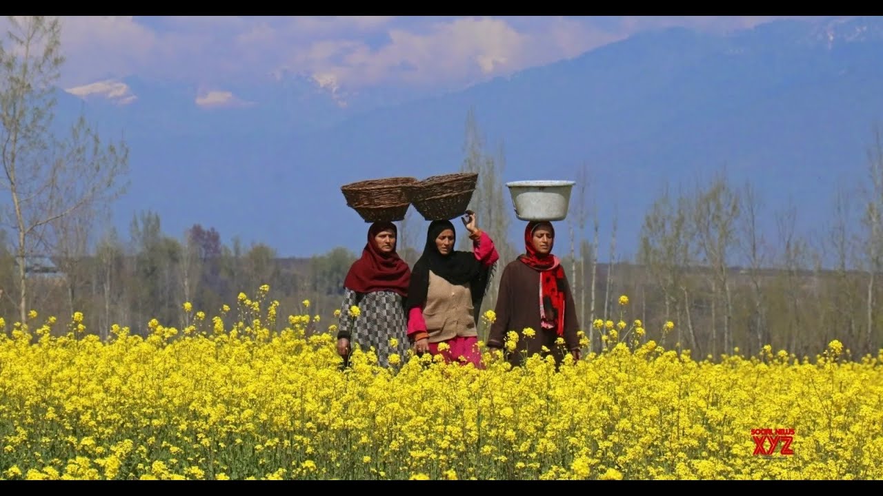 Mustard Bloom: Kashmir Valley turns yellow