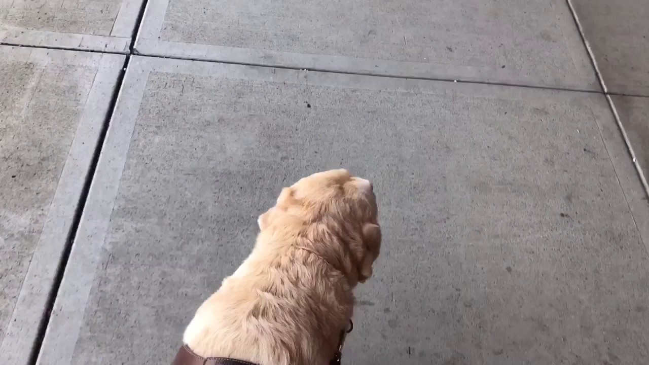 Come Follow Me As I Run Errands With My Guide Dog… Watch How We Problem Shoot