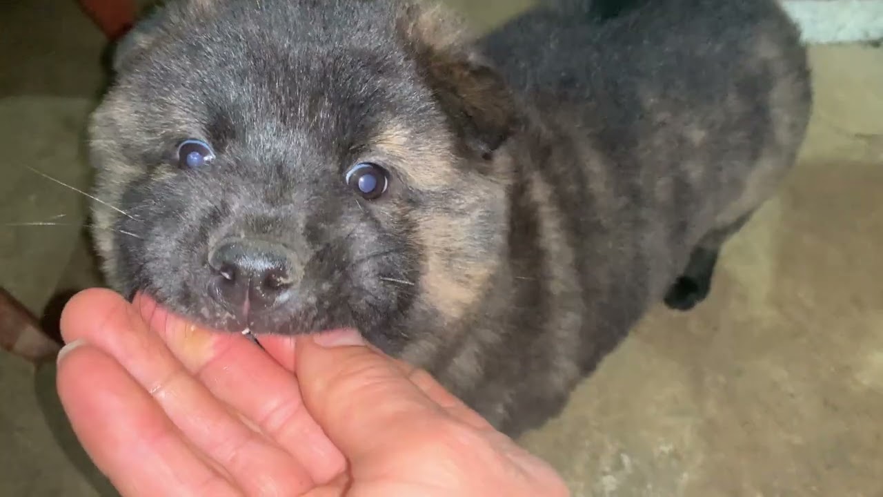 🔥 H’Mong Bobtail Puppy in 4K 60FPS | Rare Vietnamese Mountain Dog