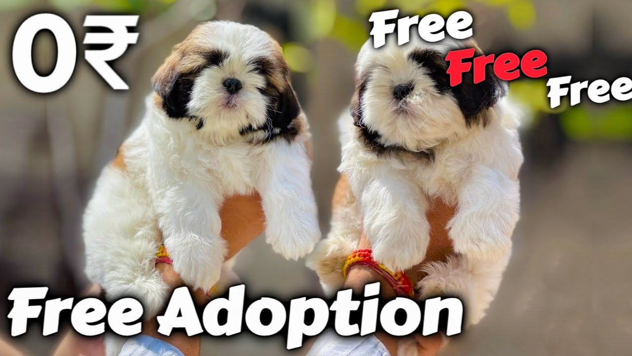 Free Free Free - Shih tzu Puppy for Free Adoption | shih tzu puppy pure breed