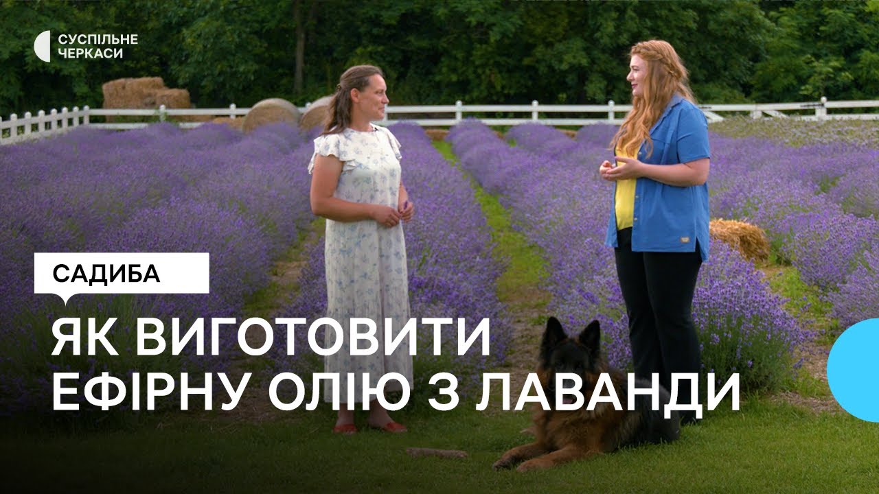 Англійська лікарська та бордюрна лаванда: особливості вирощування