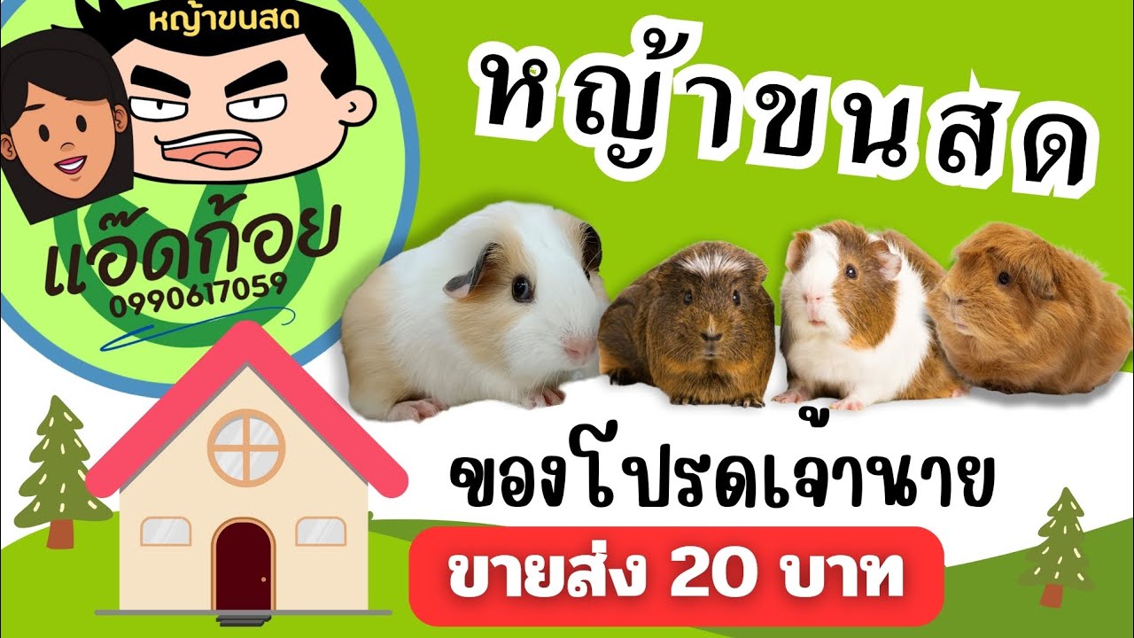 หญ้าขนสดสำหรับหนูแกสบี้