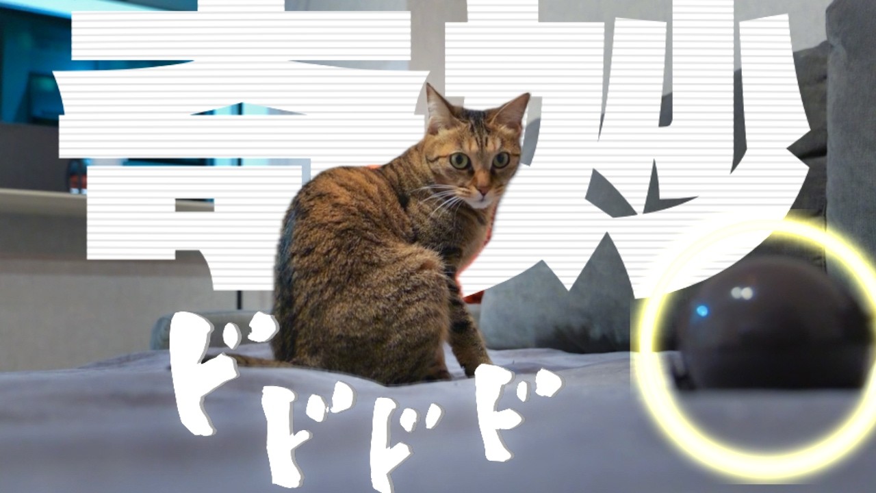 猫の目の前にひとりでに動く謎の球体を置いた結果…