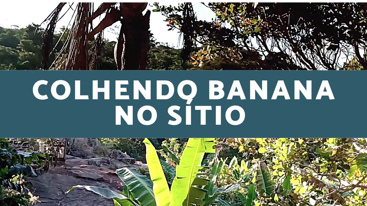 Colhendo Banana no S&iacute;tio