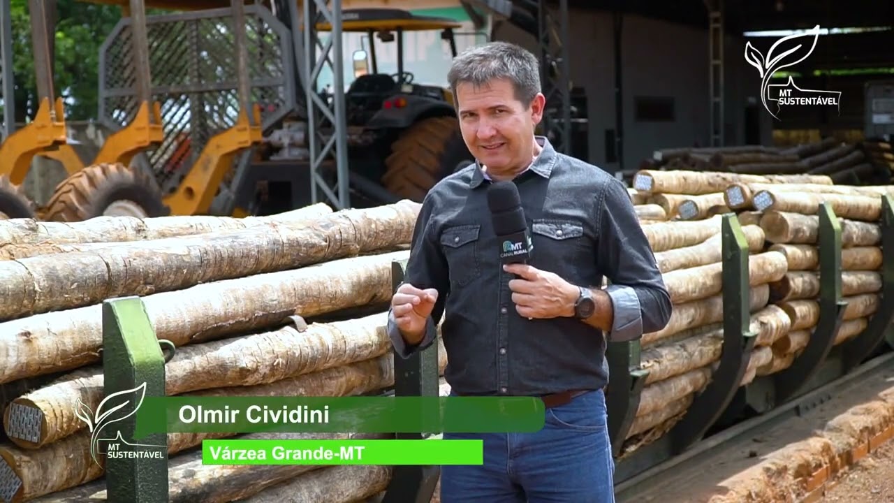 Madeira de eucalipto citriodora a esp&eacute;cie mais escolhida para madeira tratada - Por Canal Rural