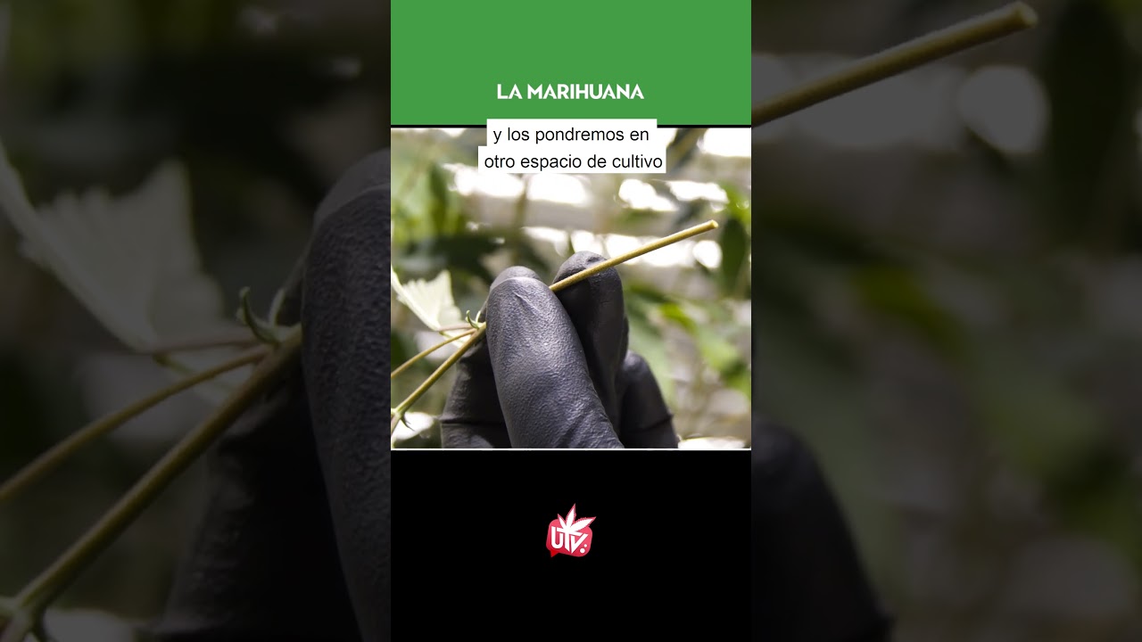 &iquest;Cu&aacute;les son los PASOS a seguir para SELECCIONAR una PLANTA MADRE? 🌱