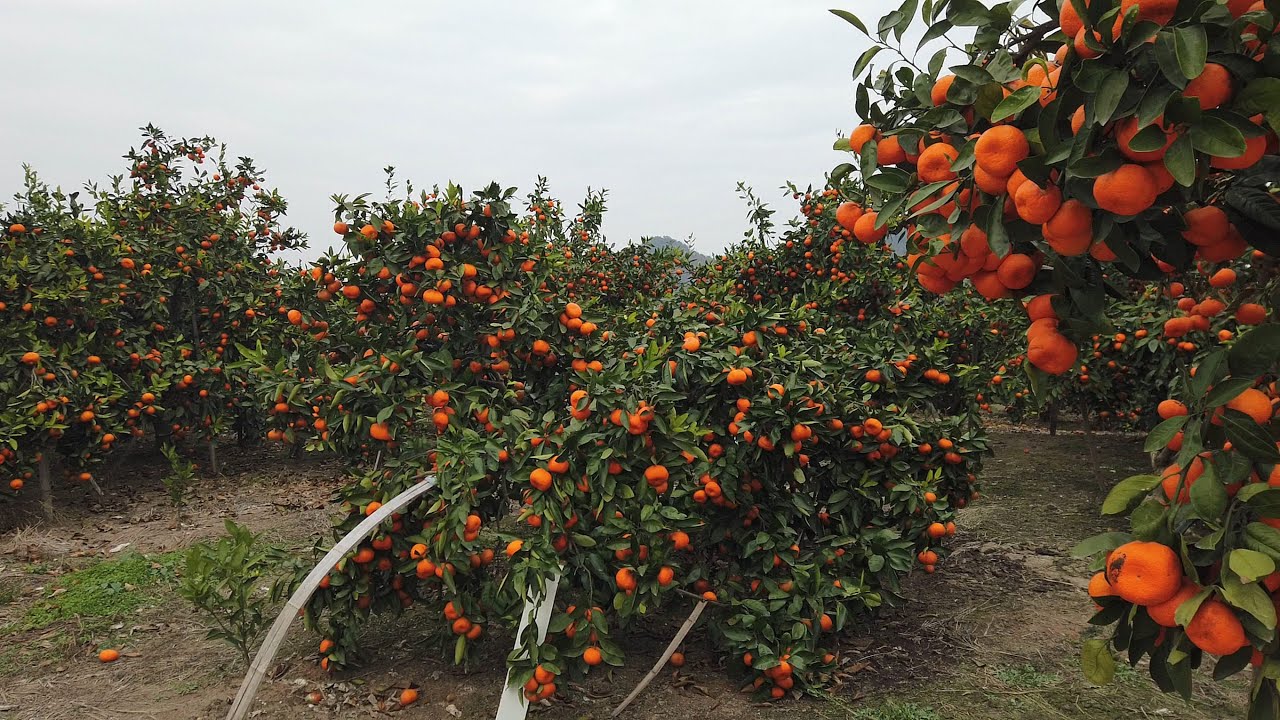 Walking Through Beautiful Tangerine Orange Orchards in Remote Village of East China