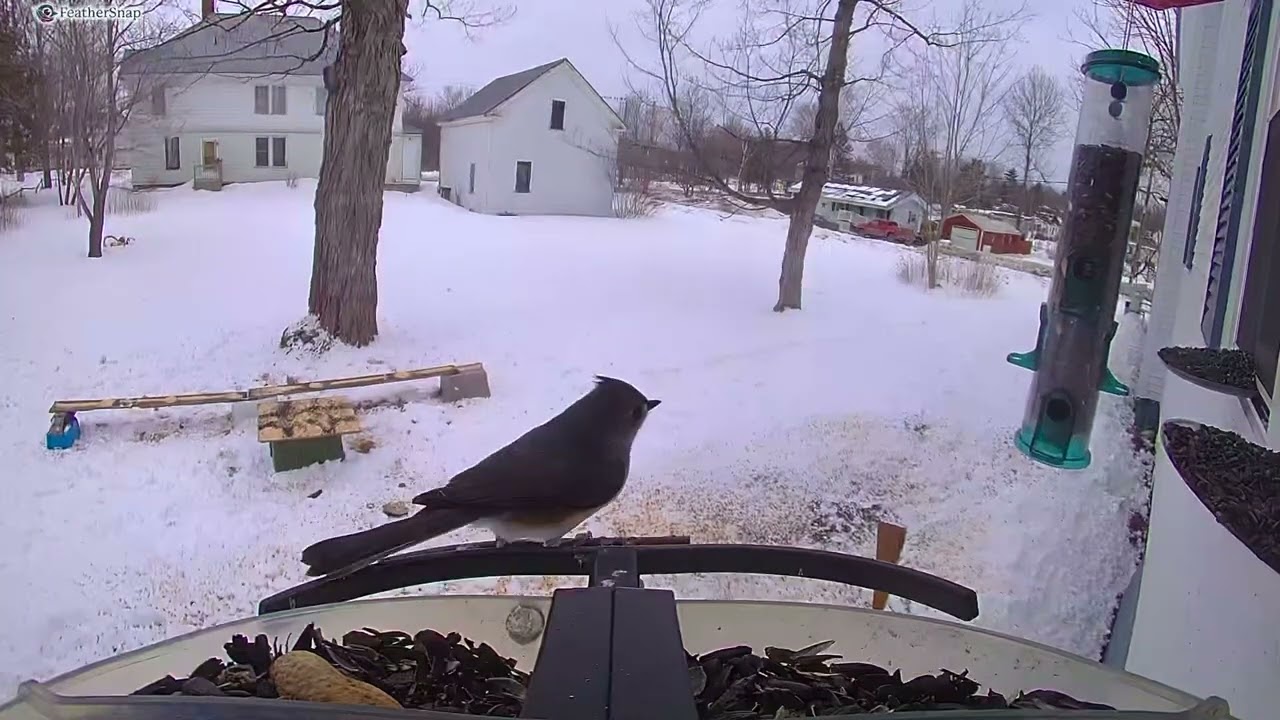 Tufted titmouse