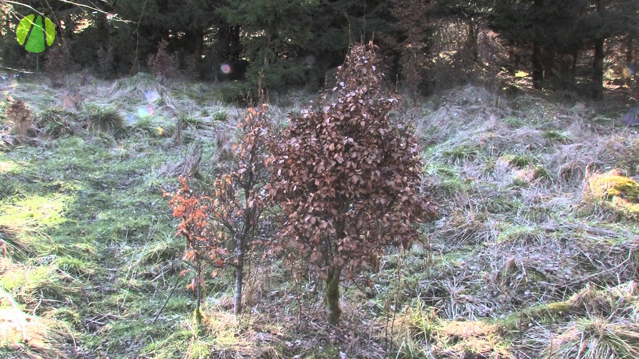 Wildsch&auml;den