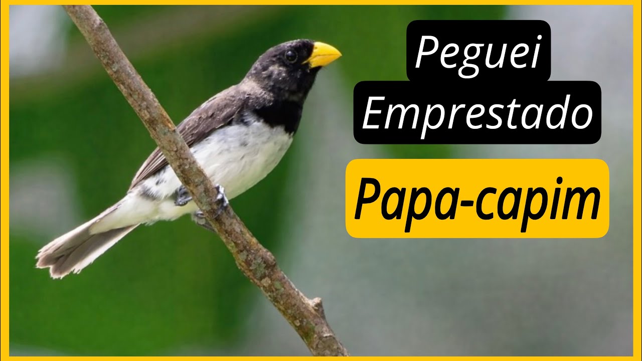 EMPRESTEI UM Papa-Capim Ardesiaca Pra Galar as Fêmeas 🔥🐦