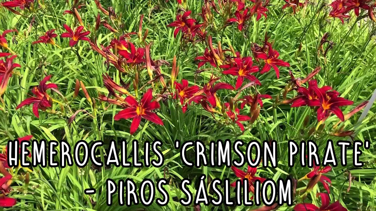 Hemerocallis 'Crimson Pirate' - Piros sásliliom