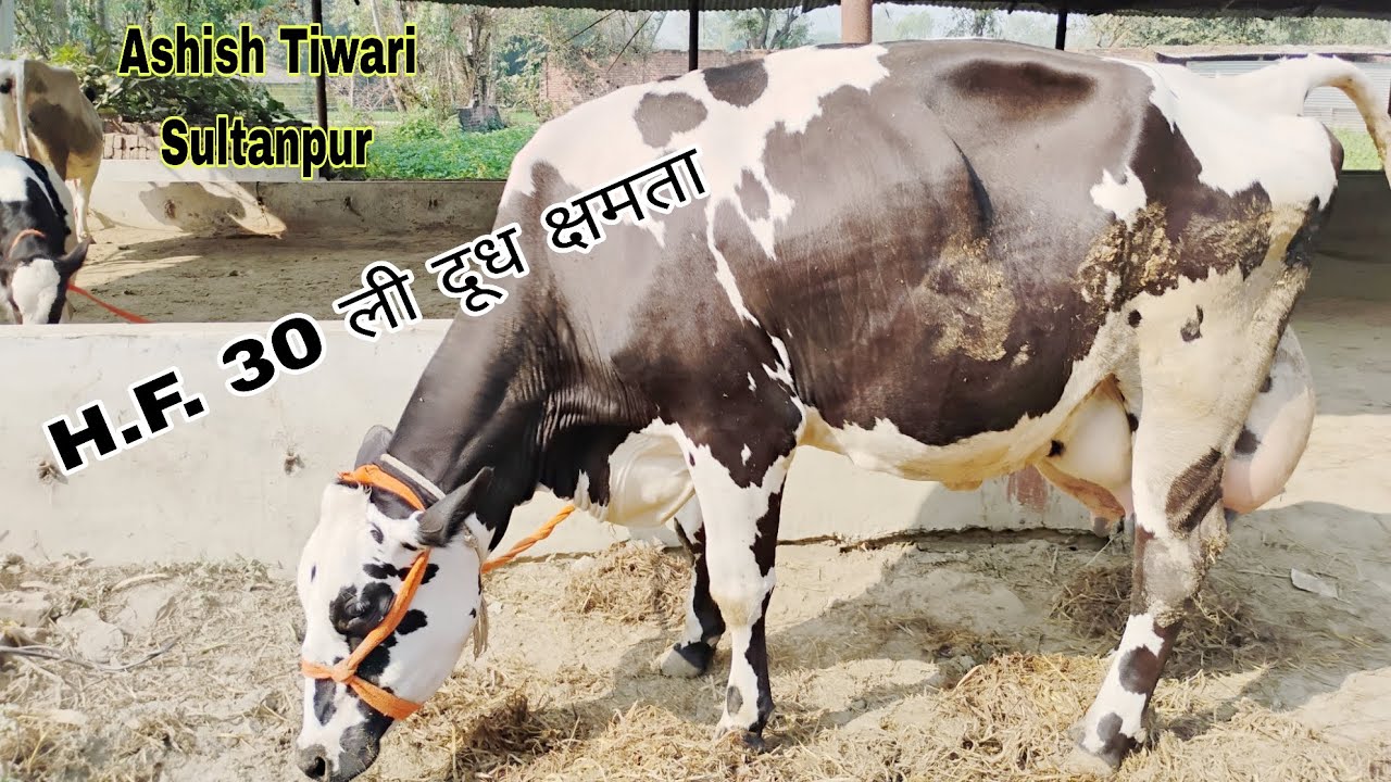 30 लीटर क्षमता की गाय बिक्री हेतु!! डेरी फार्मिंग की महत्वपूर्ण जानकारी #hfcow #dairyfarming