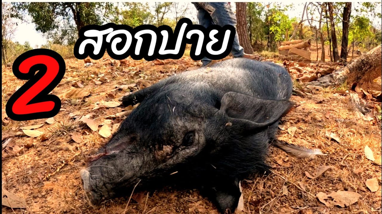 หมานไก้บ้านบักสองสอกปาย1 มีนาคม ค.ศ. 2026