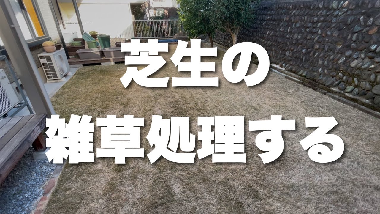 2月の芝生作業。まずはシバゲンで雑草処理して春に備える。