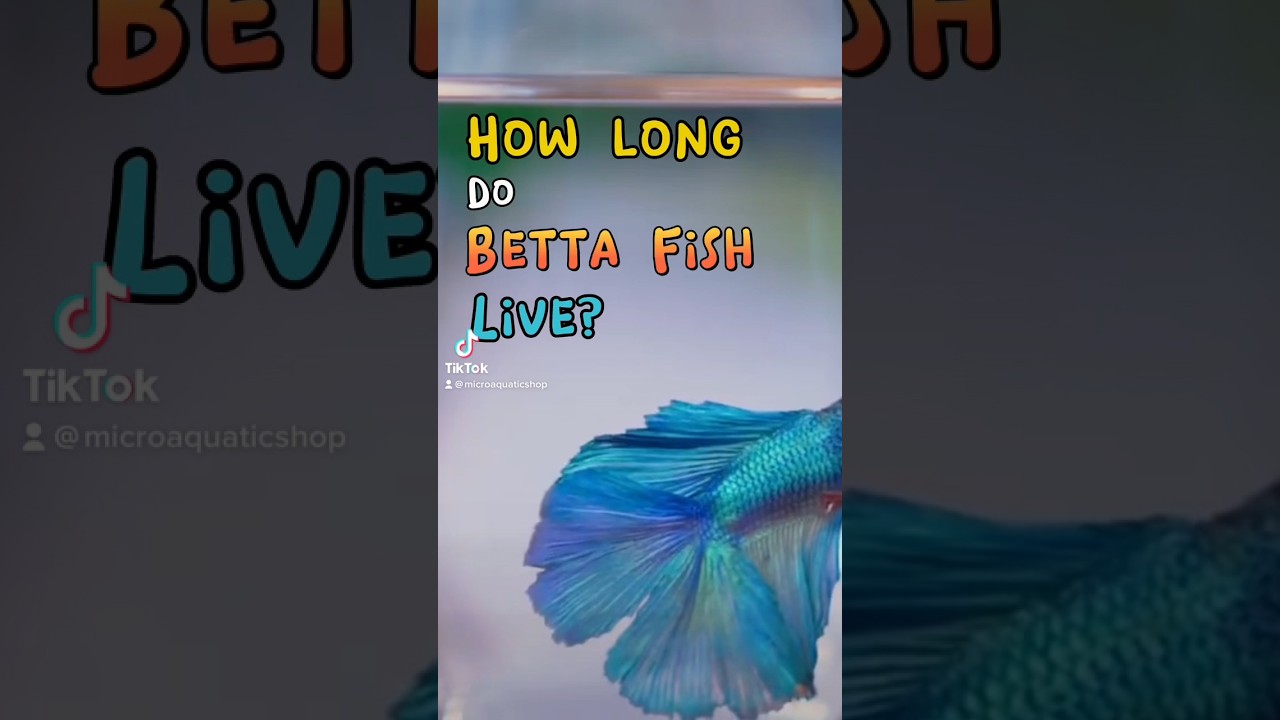 How long do betta fish live?