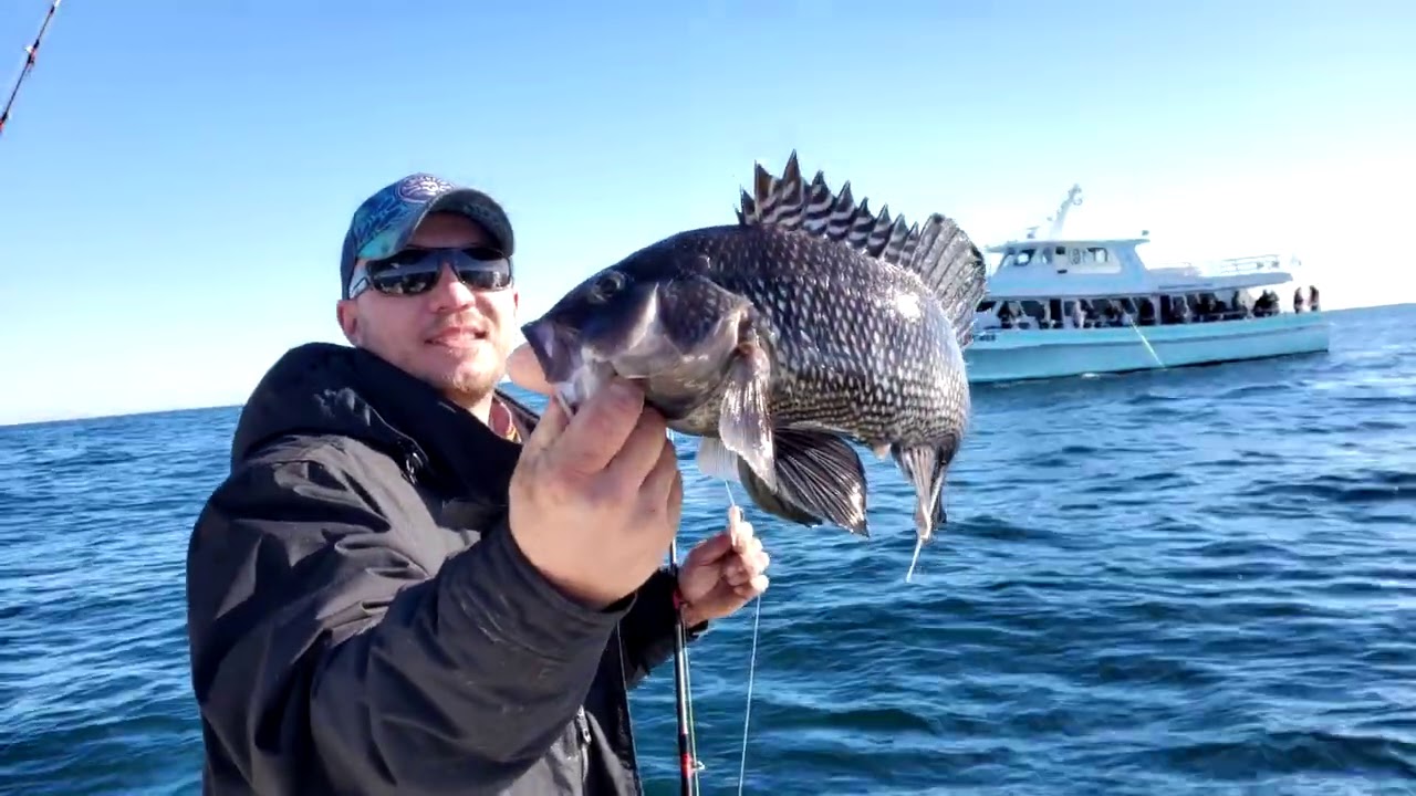 LIMIT of Black Sea Bass RECORD TIME (Off Virginia Beach)