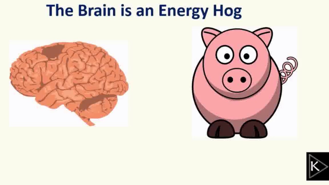 Amy Berger: Alzheimer's Disease as Type 3 Diabetes and a Nutritional Strategy to Fight It