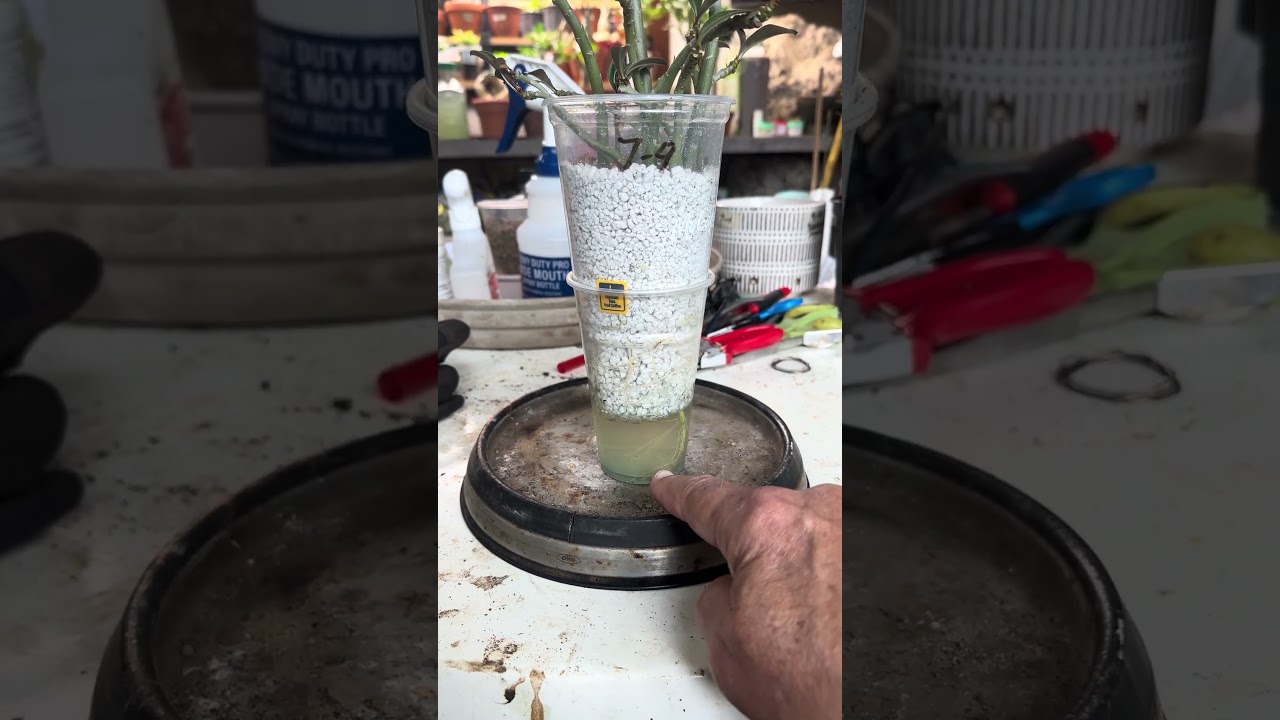 Desert Rose (Adenium) cuttings rooting in water. #plants