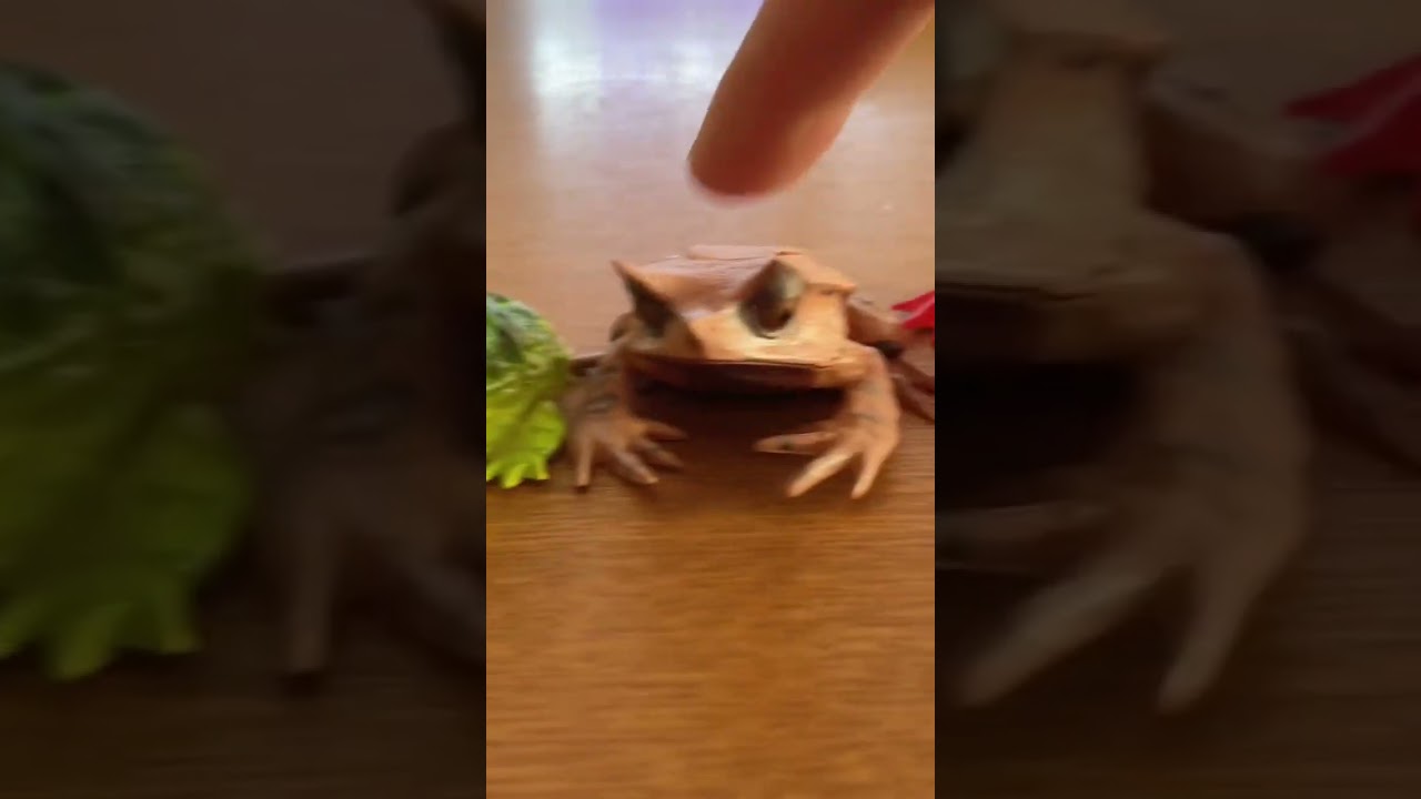 What's Up Pacman Frog 🐸 #shorts