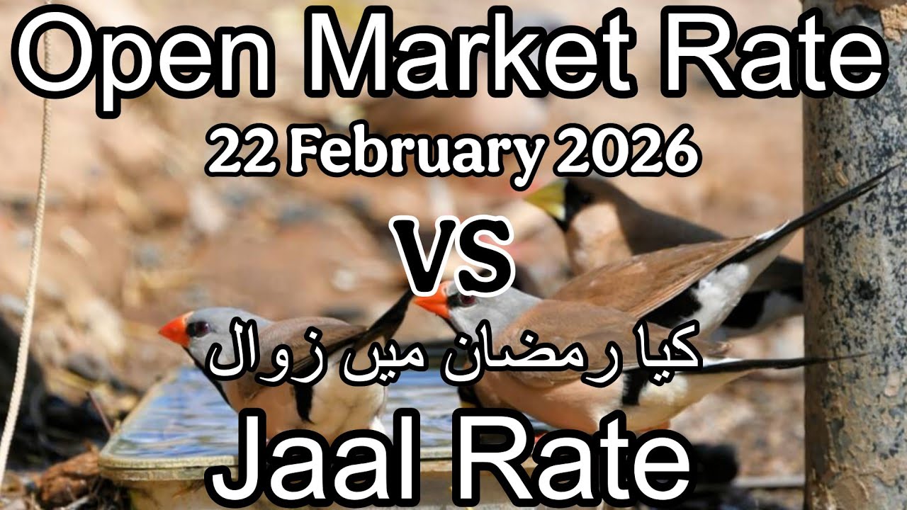 Birds price in Karachi Pakistan 21 February 2026 | Jaal rate update | Open market rate update