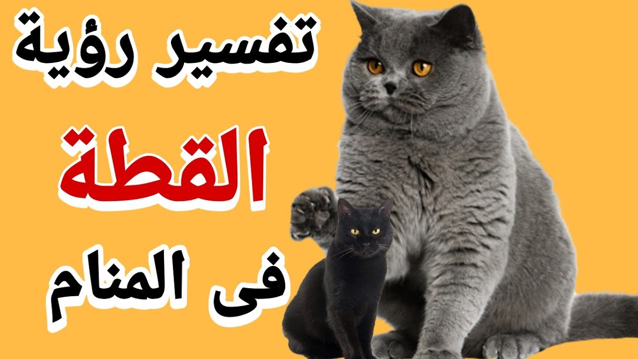 معنى رؤية القطط 🐈 فى الأحلام والمنام
