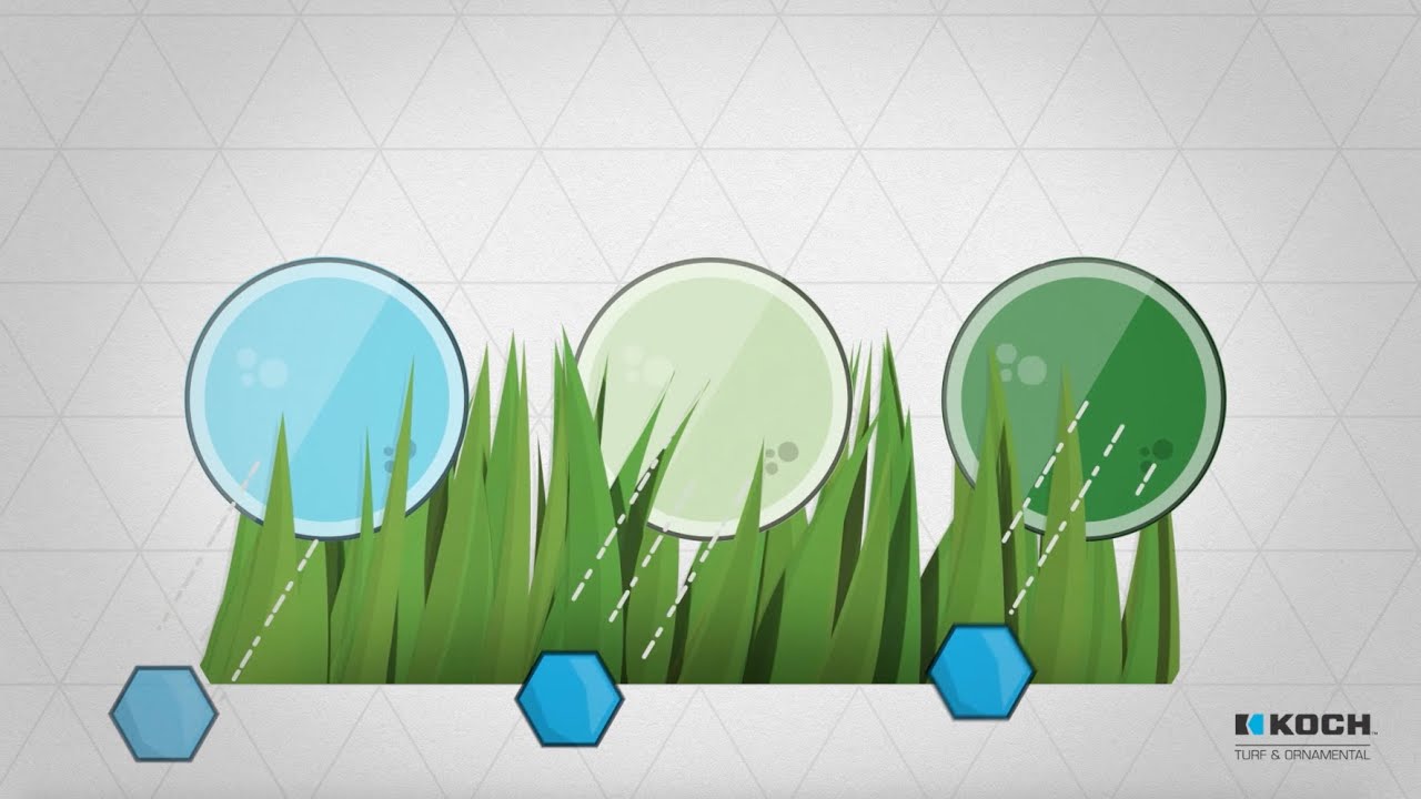 Koch Turf & Ornamental: Growing Know-How &ndash; Urea vs. EEF