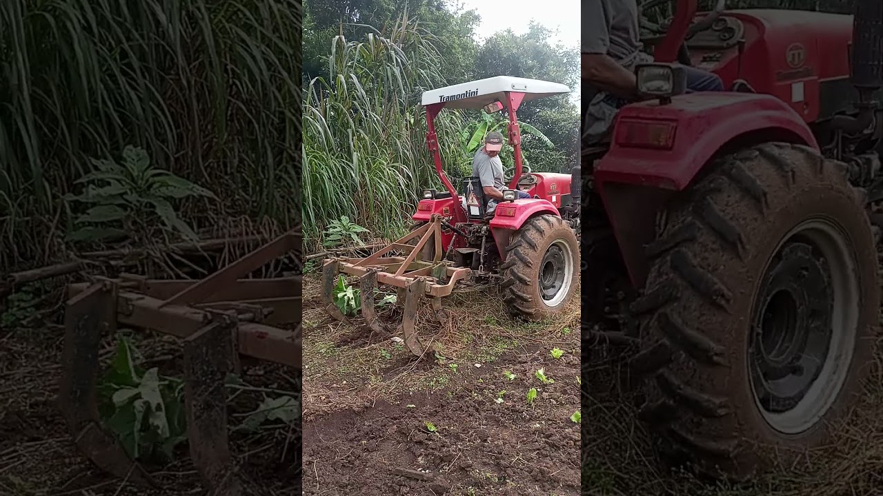 Tramontini 5045 puxando subsolador 5 astes #trator #farmequipment #farming #implementos #agriculture