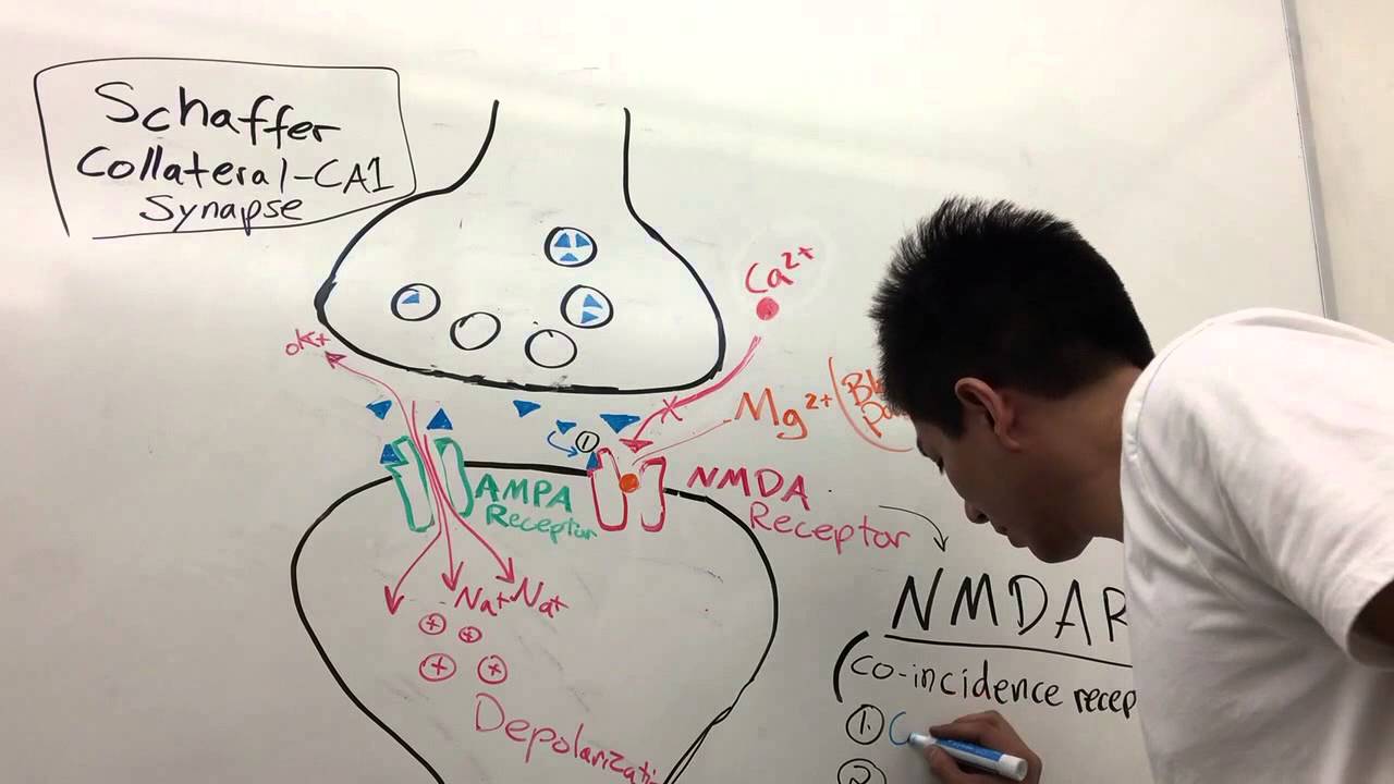 NEUROPLASTICITY