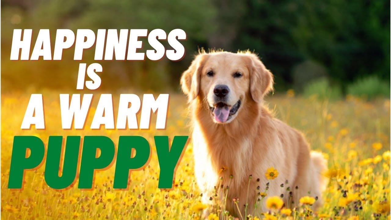 Quotes about Dogs   Best Quotes Man&rsquo;s Best Friend To Inspire You