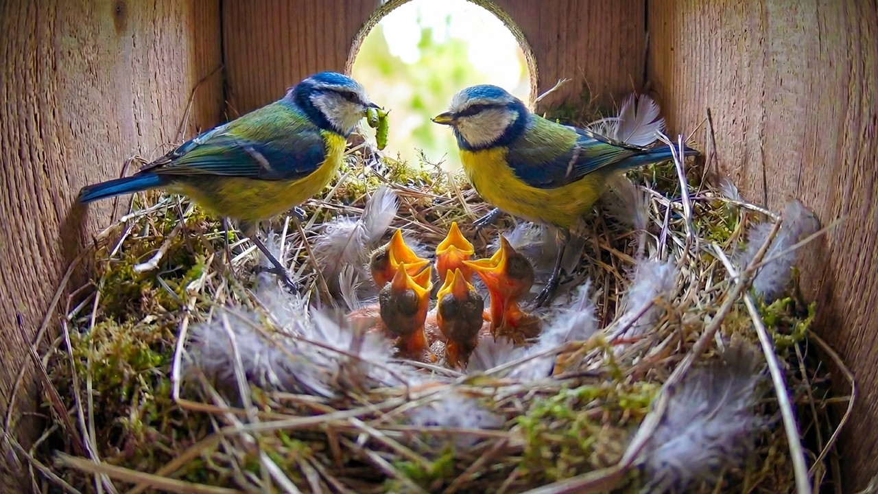 Eurasian Blue Tit: 49 Days From Egg To Survivor