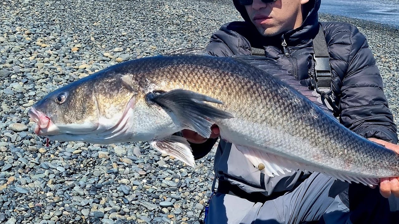 Pesca de Róbalo gigante en el mar. No lo podíamos creer !!! modalidad spining.