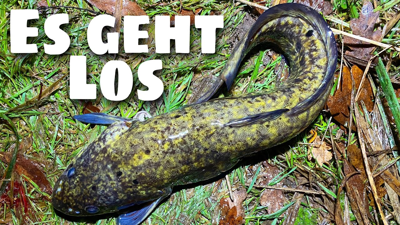 Quappen angeln im Fluss. Fangen und essen.
