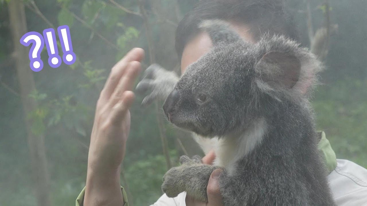 防止有人沒看過 保育員抱無尾熊回家順便逗他玩 Too Cute! Koala Gets Hugs and Jokes 🐨🎉 20250508