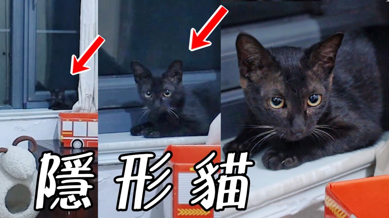 第一次養黑貓，太黑了，每次躲起來我都找不到｜李喜猫