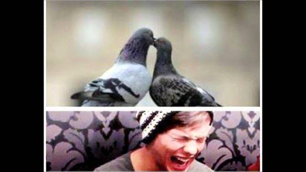 One Direction - funny pictures part 2