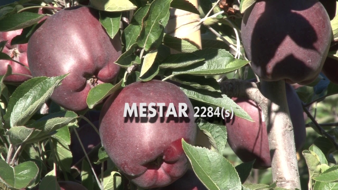 Red Delicious Mestar 2284 (prov. PBR) mema®