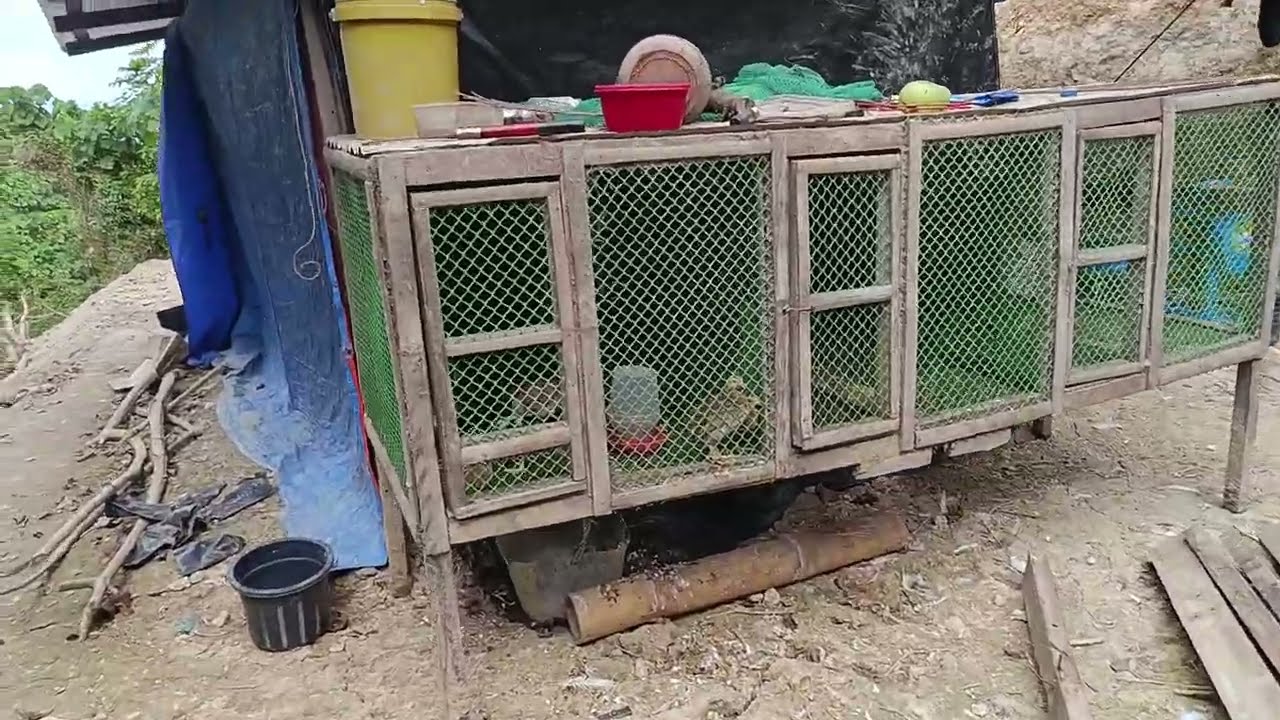 MAGLINIS NG PABAHAY AT MAG REPAIR KULUNGAN NG MANOK