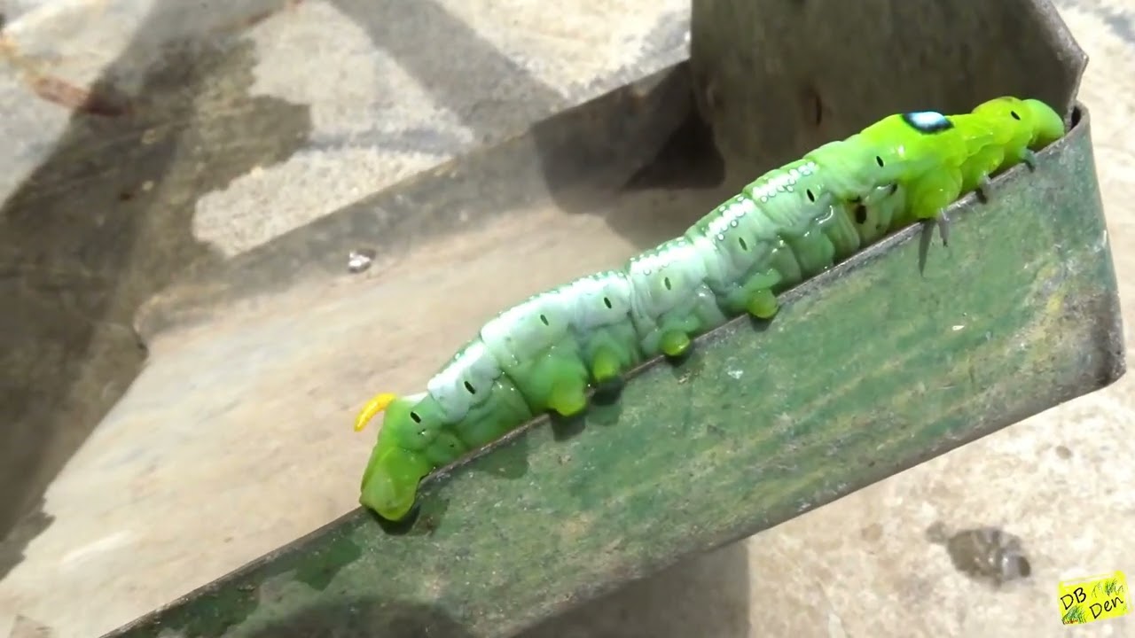 TALKING Green Wild Caterpillar in HUNGRY Mode ! | Leaf-Eating Frenzy in My Garden!