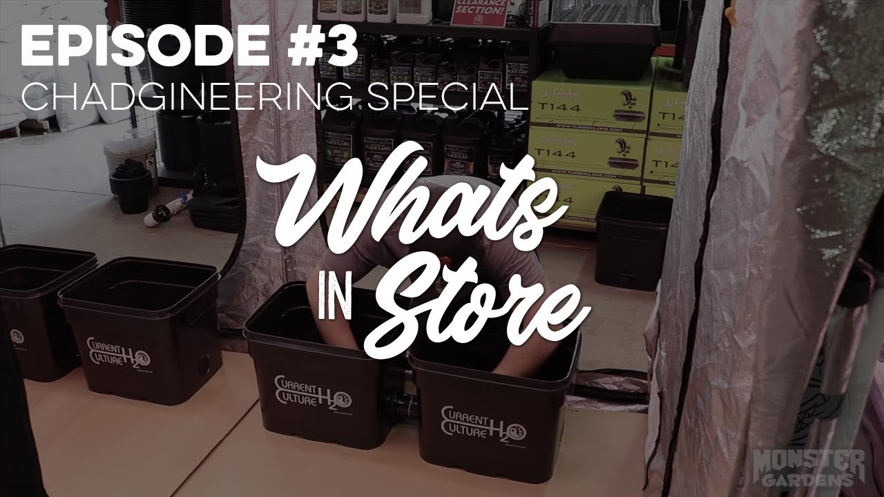 What's in Store? #3 - Current Culture Demo Complete Set up