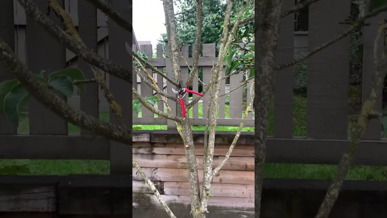 Magnolia tree maintenance: lose your dead branches #landscaper #gardening #treecare #trees
