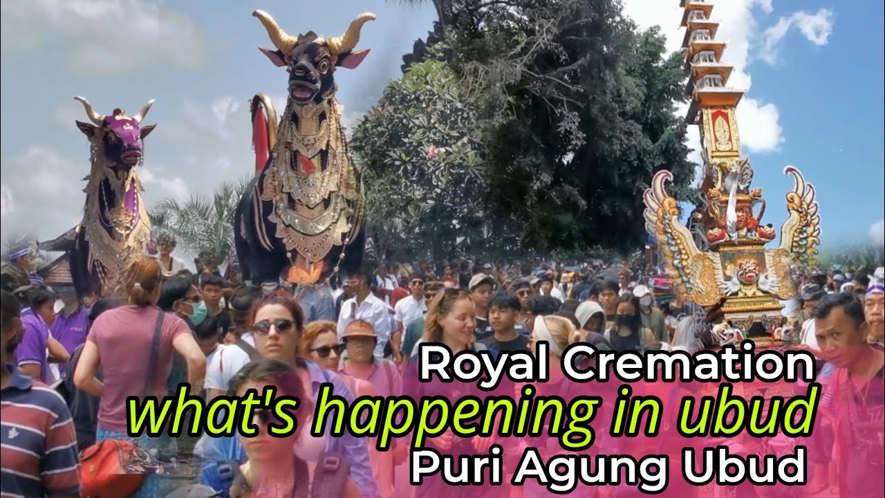 Kampung bule Bergetar‼️ Royal Cremation ceremony, Puri Agung Ubud Bali | Tjokorda Bagus Santaka.