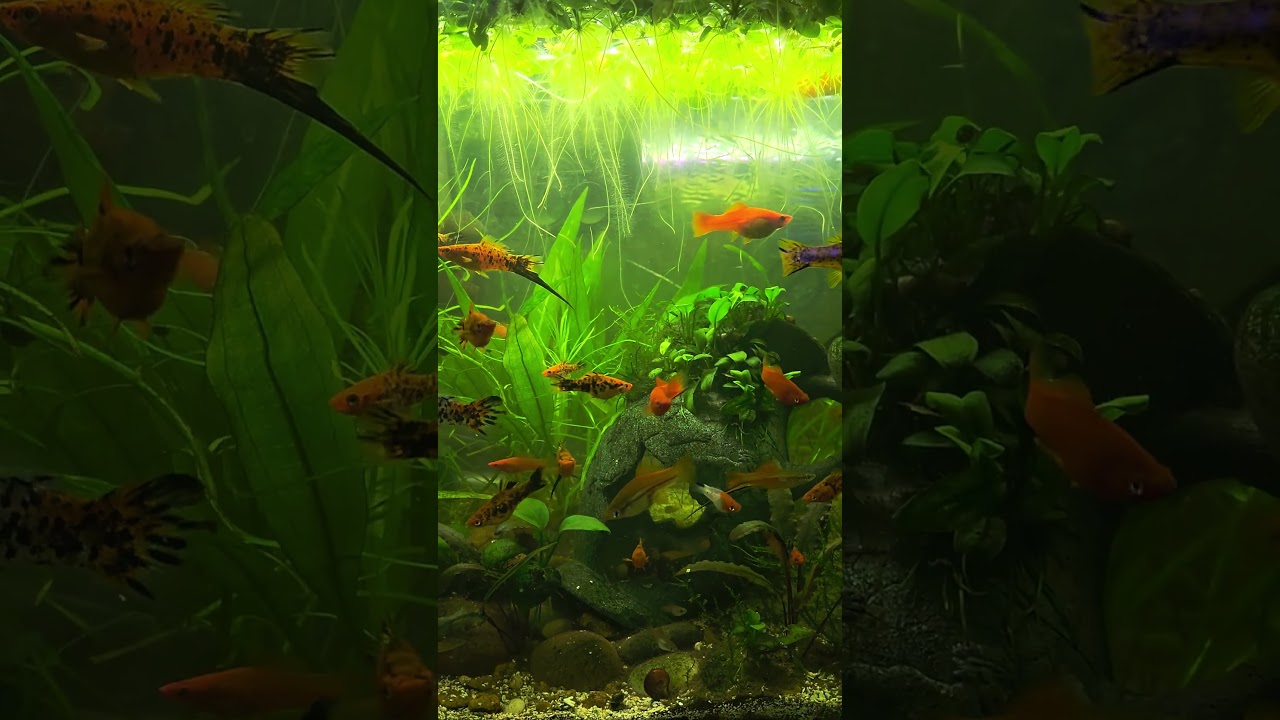 Welcome to the jungle!  Swordtails and frogbit!