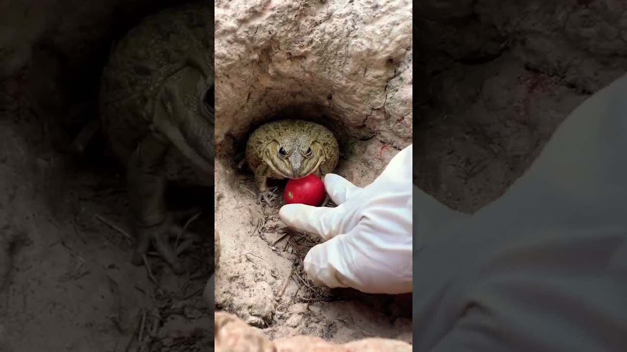 Jumpscare frog 🐸 #frog #frogfun #jump #scareprank #shorts