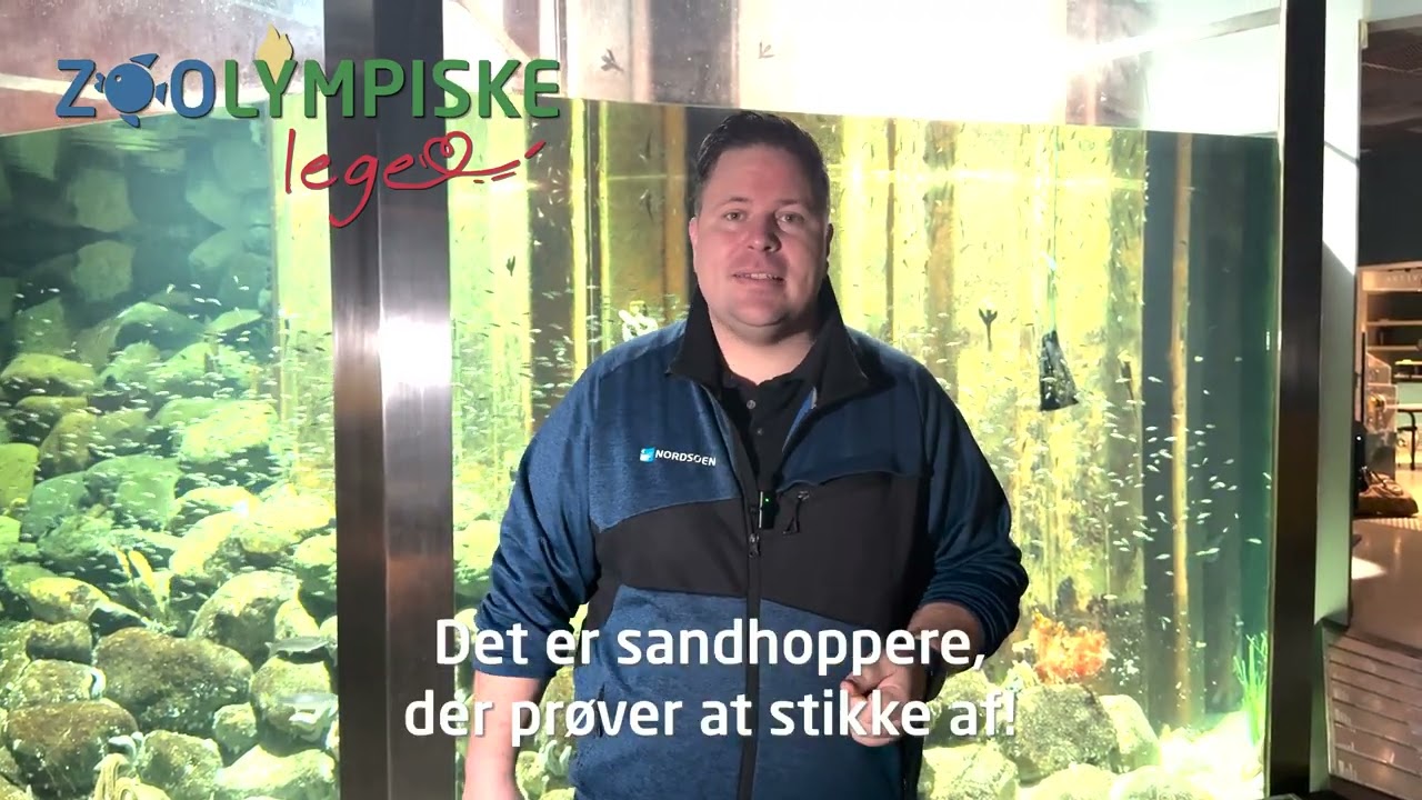 Sandhopperen er naturens utrolige højdespringer