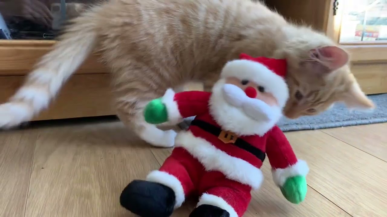 The Kittens' First Christmas #jinglejam2023 #jinglecats2023